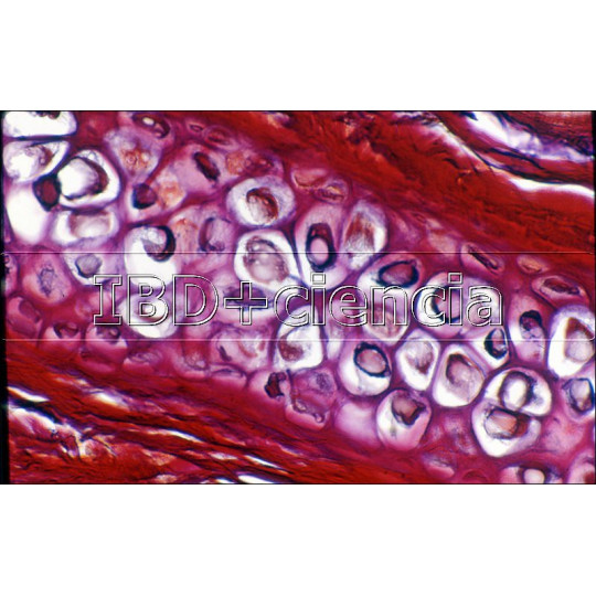 COLECCIÓN DE 12 PREPARACIONES DE HISTOLOGÍA ANIMAL I