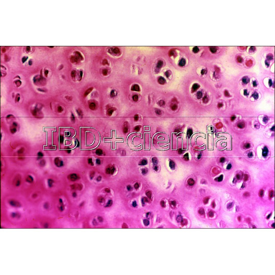 COLECCIÓN DE 12 PREPARACIONES DE HISTOLOGÍA ANIMAL I