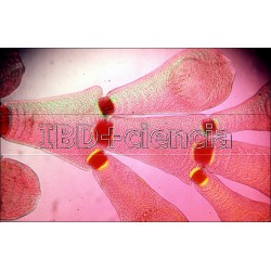 COLECCIÓN ALGAS. 12 PREPARACIONES