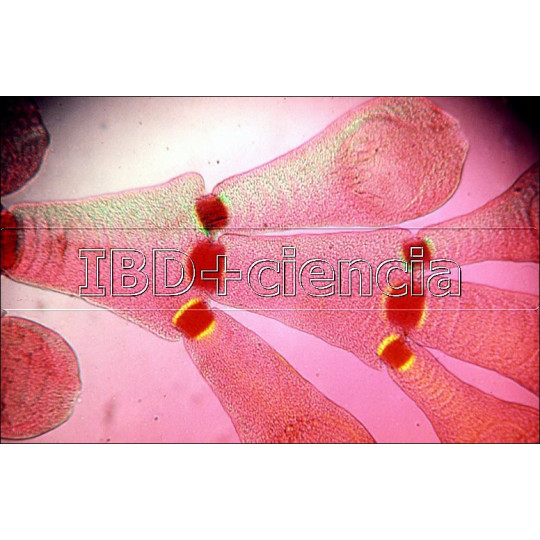 COLECCIÓN ALGAS. 12 PREPARACIONES