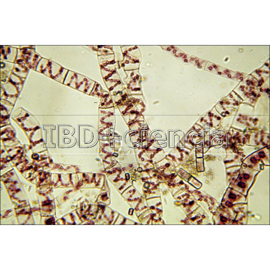 COLECCIÓN ALGAS. 12 PREPARACIONES