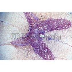 COLECCIÓN HISTOLOGÍA ANIMAL III. 12 PREPARACIONES.