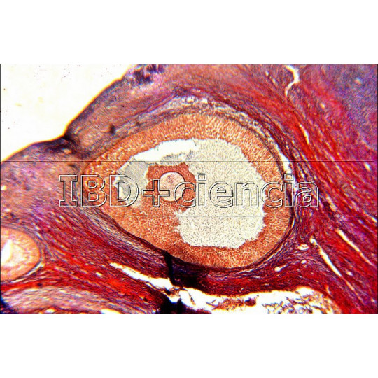 COLECCIÓN HISTOLOGÍA ANIMAL III. 12 PREPARACIONES.
