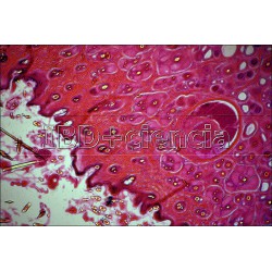 COLECCIÓN HISTOLOGÍA ANIMAL IV. 12 PREPARACIONES.
