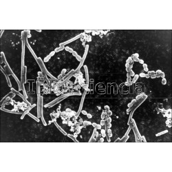 COLECCIÓN BACTERIAS Y LEVADURAS. 12 PREPARACIONES