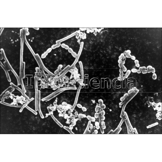 COLECCIÓN BACTERIAS Y LEVADURAS. MICROORGANISMOS.12 PREPARACIONES