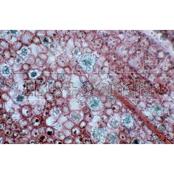 COLECCIÓN ESTRUCTURA Y MORFOLOGÍA CELULAR. 25 PREPARACIONES.