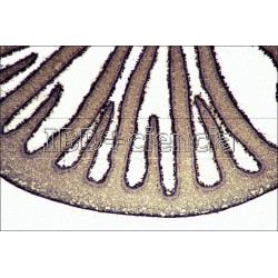 COLECCIÓN HONGOS, LÍQUENES Y MUSGOS. 12 PREPARACIONES