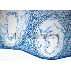 COLEÇÃO DE 12 PREPARAÇÕES DE HISTOLOGÍA VEGETAL I