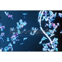 COLEÇÃO DE 12 PREPARAÇÕEES MORFOLOGIA CELULAR