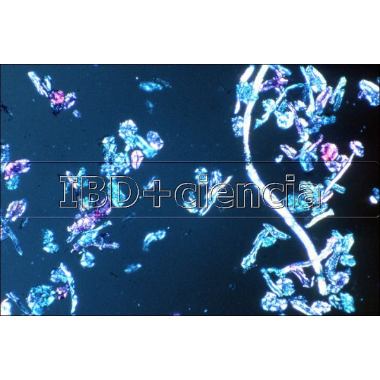 COLEÇÃO DE 12 PREPARAÇÕEES MORFOLOGIA CELULAR