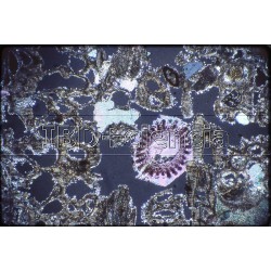 COLECCIÓN PREPARACIONES PETROGRÁFICAS. 10 PREPARACIONES.