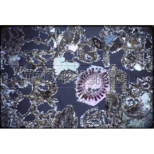 COLECCIÓN PREPARACIONES PETROGRÁFICAS. 10 PREPARACIONES.