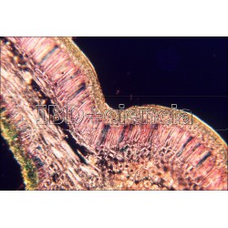 COLECCIÓN HISTOLOGÍA VEGETAL III. 12 PREPARACIONES