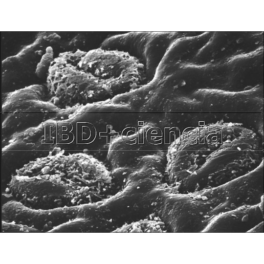 COLECCIÓN HISTOLOGÍA VEGETAL III. 12 PREPARACIONES