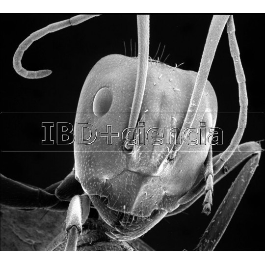 COLECCIÓN DE 24 PREPARACIONES DE INSECTOS