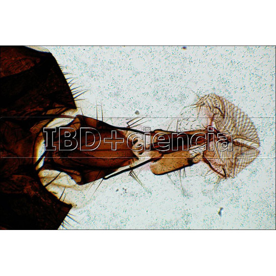 COLECCIÓN DE 24 PREPARACIONES DE INSECTOS