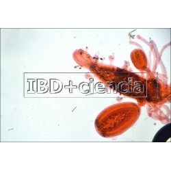 COLEÇÃO DE 12 PREPARAÇÕES DE ZOOLOGIA