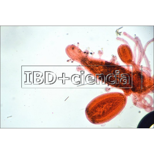 COLECCIÓN DE 12 PREPARACIONES DE ZOOLOGÍA