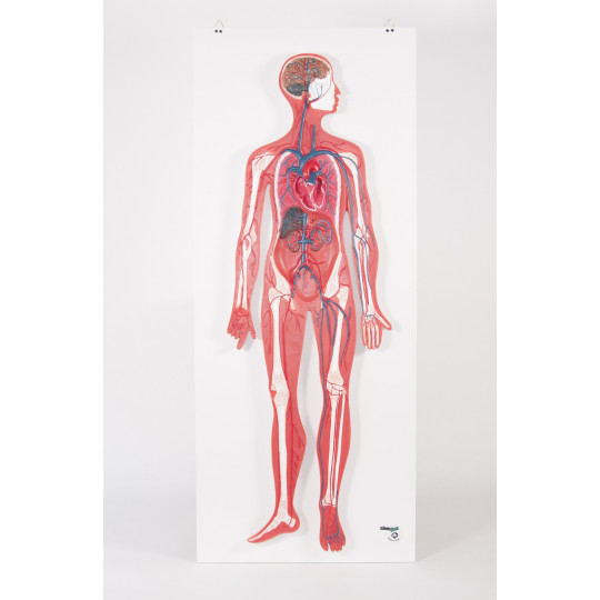 SISTEMA CIRCULATORIO EN RELIEVE SISTEMA CIRCULATORIO EN RELIEVE