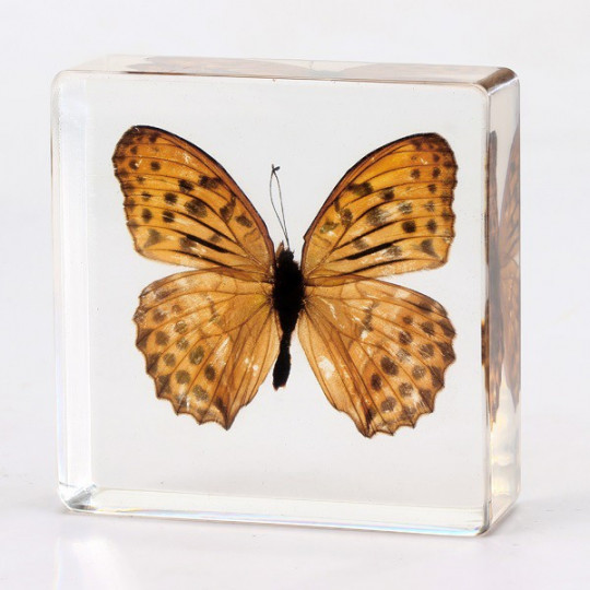 COLECCIÓN DEL REINO ANIMAL