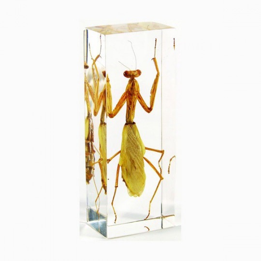 COLECCIÓN DEL REINO ANIMAL