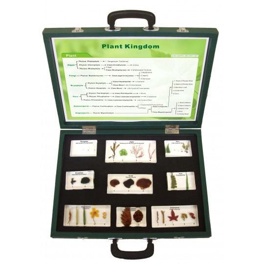 Colección del Reino vegetal Colección del Reino vegetal