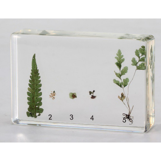 Colección del Reino vegetal 