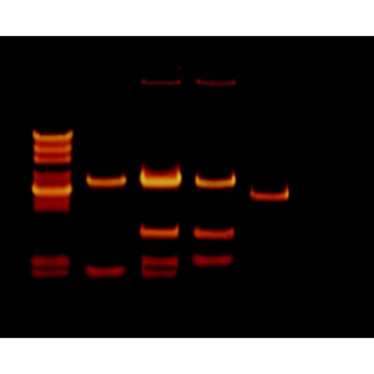 Kit Test de Paternidad para electroforesis