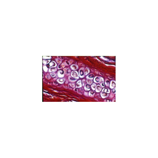 COLECCIÓN DE PREPARACIONES DE Histología y Organografía Vegetal general. 25 UNIDADES