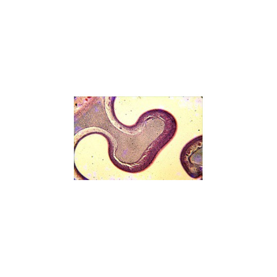 COLECCIÓN DE PREPARACIONES Organografía Mamíferos General . 25 UNIDADES