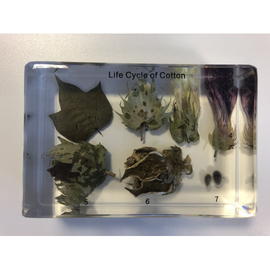 Colección de Germinación de plantas 