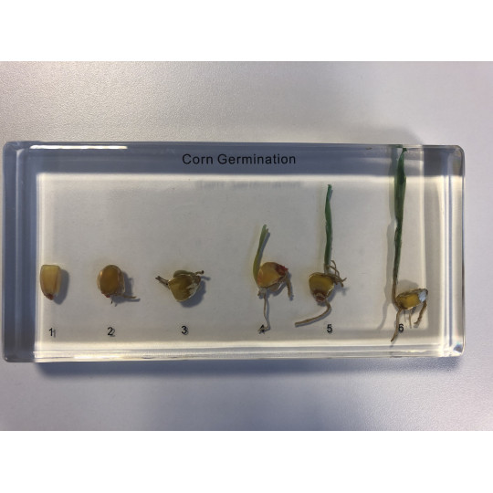 Colección de Germinación de plantas 