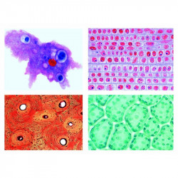 COLECCIÓN 25 PREPARACIONES BIOLOGÍA GENERAL