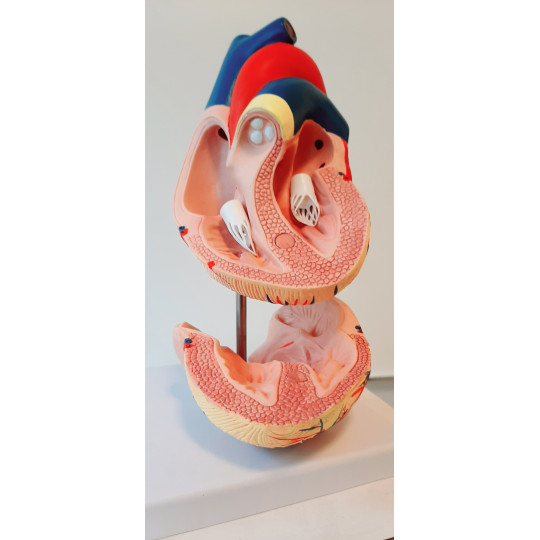 Anatomía Corazón Humano