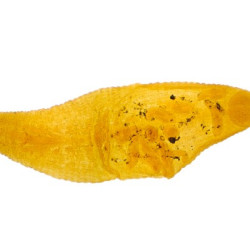 Preparación microscopica de Hirudo nipponia (sanguijuela), m.e.