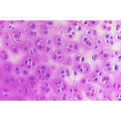 COLECCIÓN DE PREPARACIONES BIOLOGÍA GENERAL. 25 UNIDADES