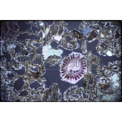 PREPARACIÓN DE Caliza con polipier