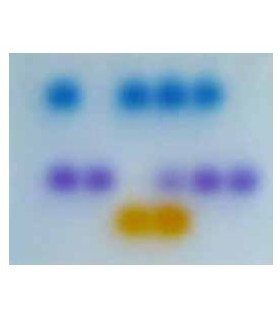 PCR SIMULADA
