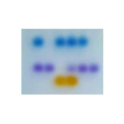 PCR SIMULADA