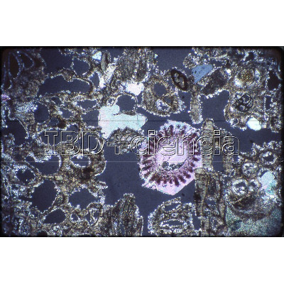 COLECCIÓN HISTOLOGÍA ANIMAL  GENERAL. 24 PREP.