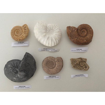 FÓSSEIS, SÉRIE DE 6 AMONITES