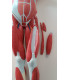 MANIQUI CON MUSCULOS Y ORGANOS 75CM