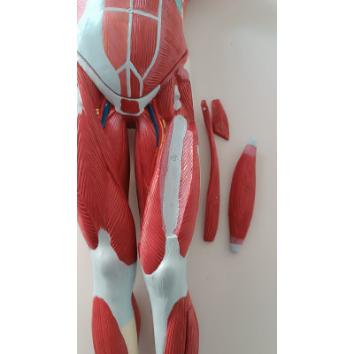 MANIQUI CON MUSCULOS Y ORGANOS 75CM