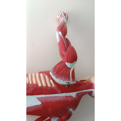 MANIQUI CON MUSCULOS Y ORGANOS 75CM