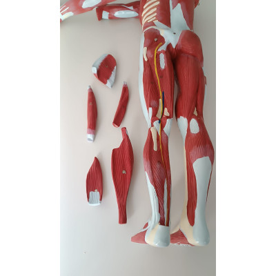 MANIQUI CON MUSCULOS Y ORGANOS 75CM