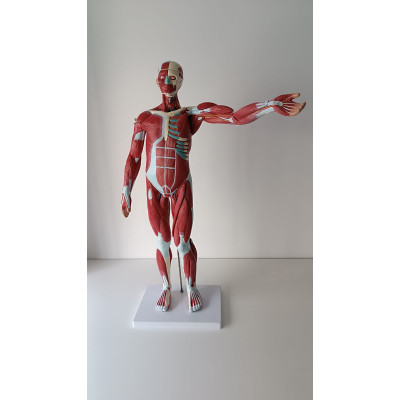 MANIQUI CON MUSCULOS Y ORGANOS 75CM