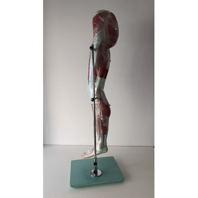 MUSCULOS DE PIERNA TAMAÑO NATURAL