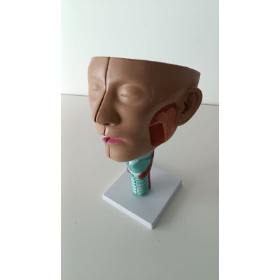 MODELO DE CABEZA  Y CUELLO