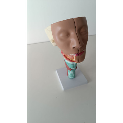 MODELO DE CABEZA  Y CUELLO